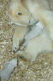 es krabbelt schon herum, das 1. der beiden Eisbären-Babys (©Screenshot: Tierpark Helabrunn)
